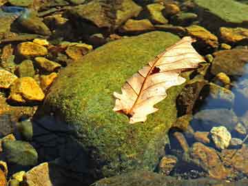 打胎药购买有年龄限制吗打胎药含有黄体酮吗（打胎药里面有什么成分）